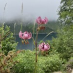 Lys Martagon,lac d'Oô, randonnée journée