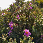 fleur Collioure